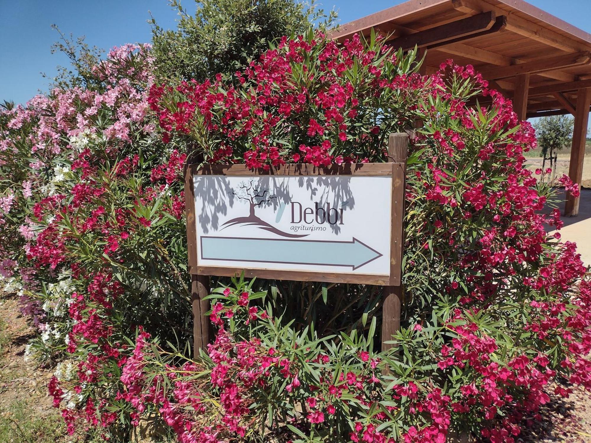 Agriturismo I Debbi Bibbona Eksteriør billede