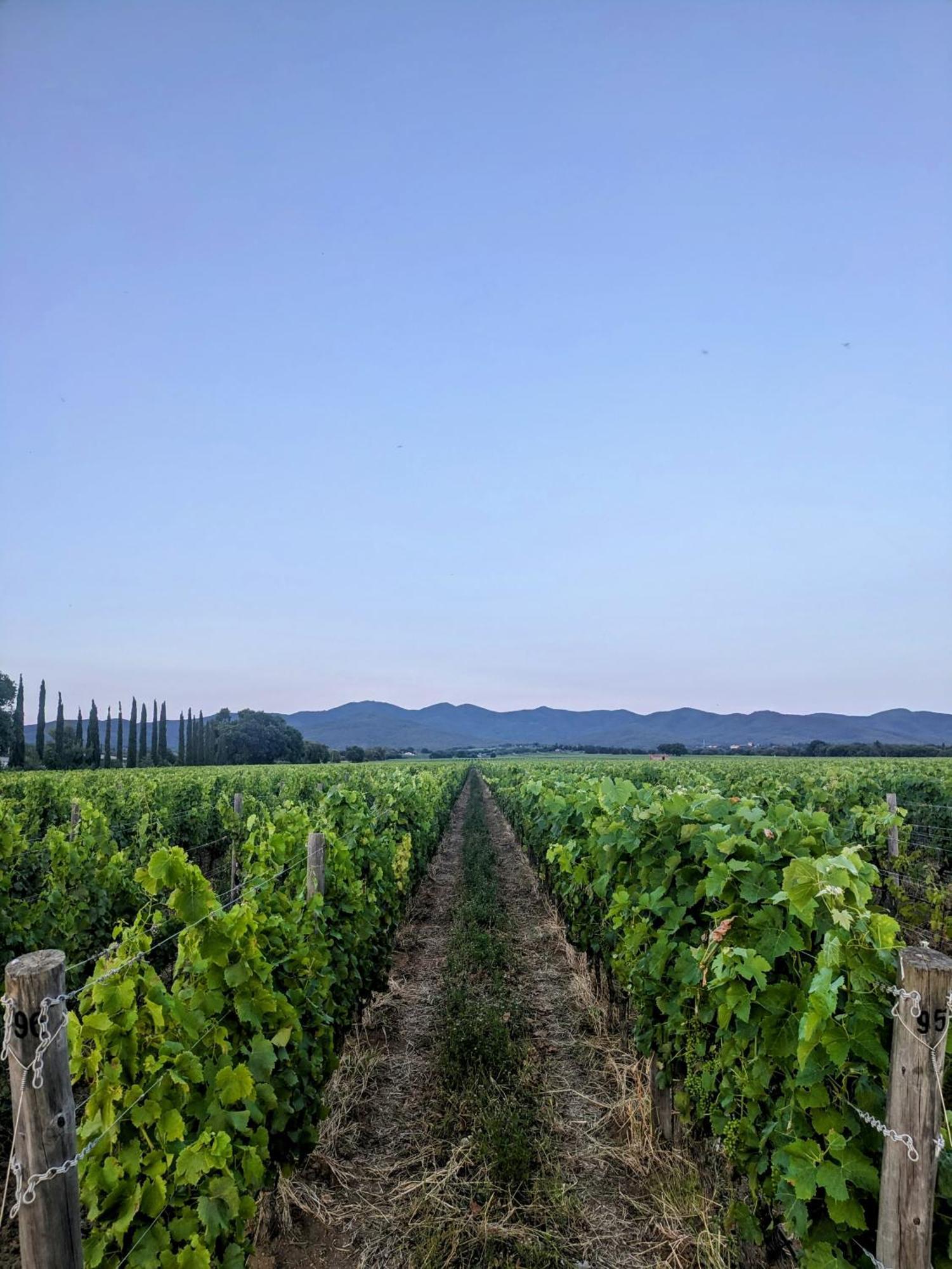 Agriturismo I Debbi Bibbona Eksteriør billede